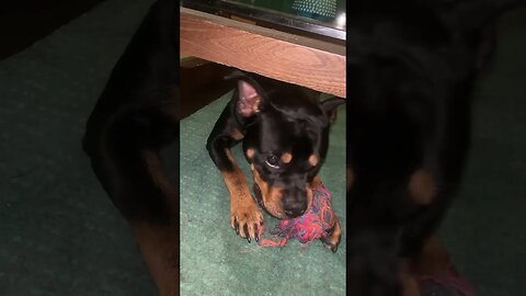 Cute Funny Rottweiler! 🐶 #shorts #short #viral #youtube #like