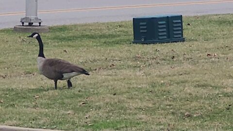 2 Banded geese