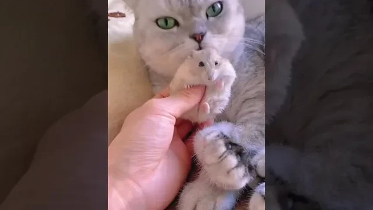 Cat Fondly Grooms Their Rat Friend | Shorts