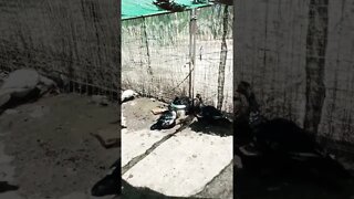 Muscovy duck in a bucket