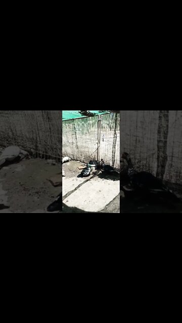 Muscovy duck in a bucket