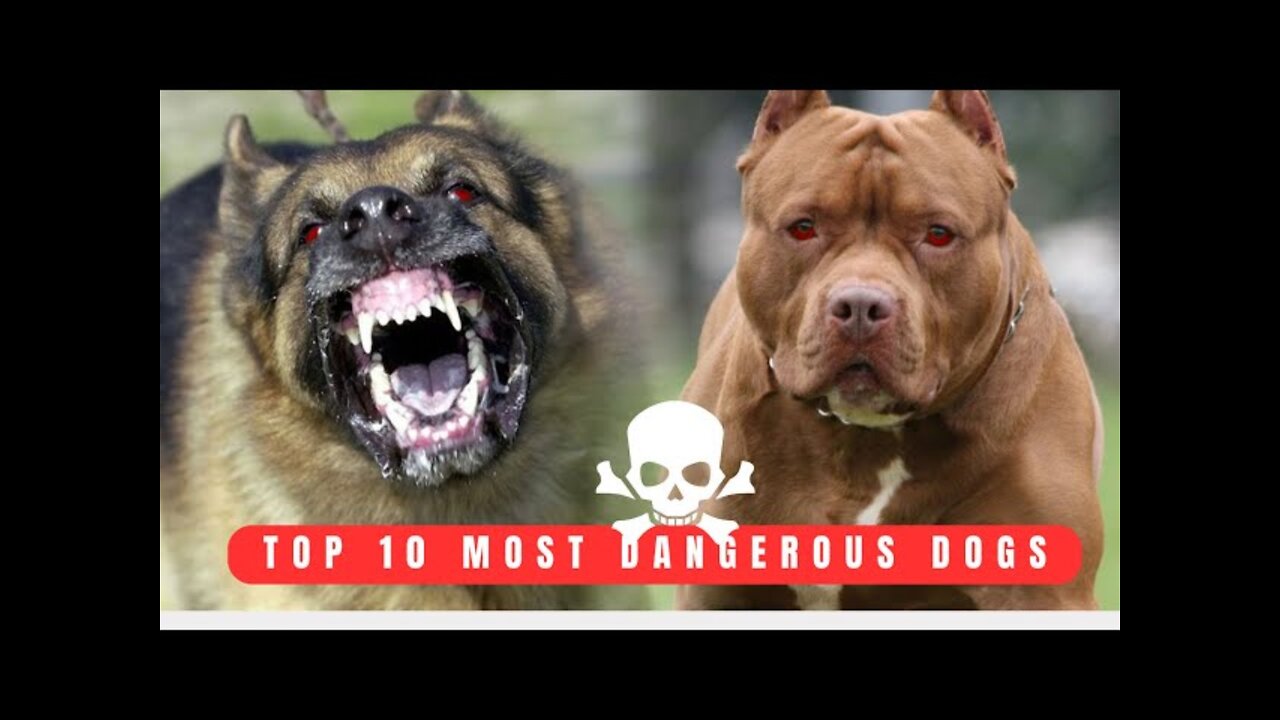 Wold Top 3 powerful dangerous dog 🐕‍🦺