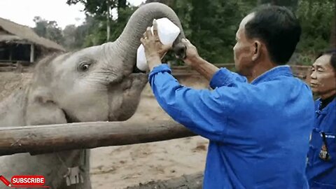 Just like Humans, elephants also vary what they eat for dinner every night