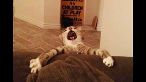 Funny Cat Videos And Moments