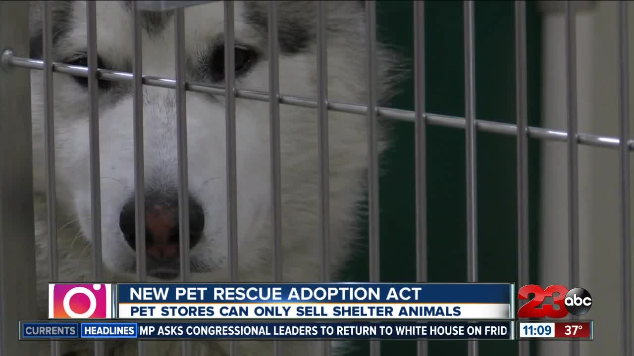 A new law bringing hope to animal shelters in Kern County