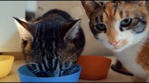 Cats eating with lovely pose and yummy food