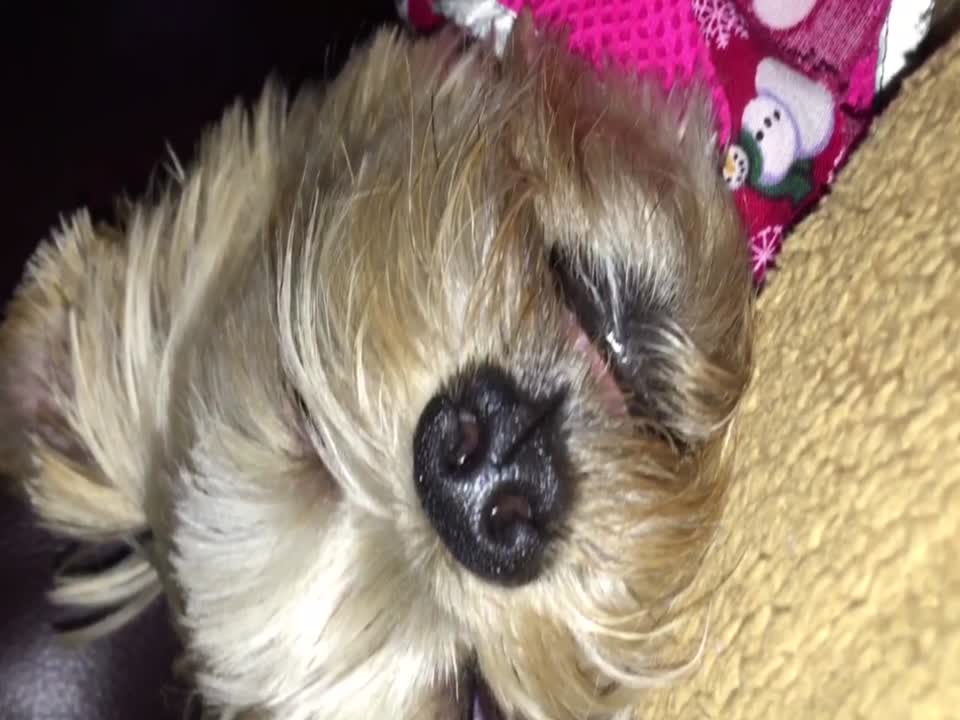 Creepy – Pup Keeps Eyes Open when she Sleeps