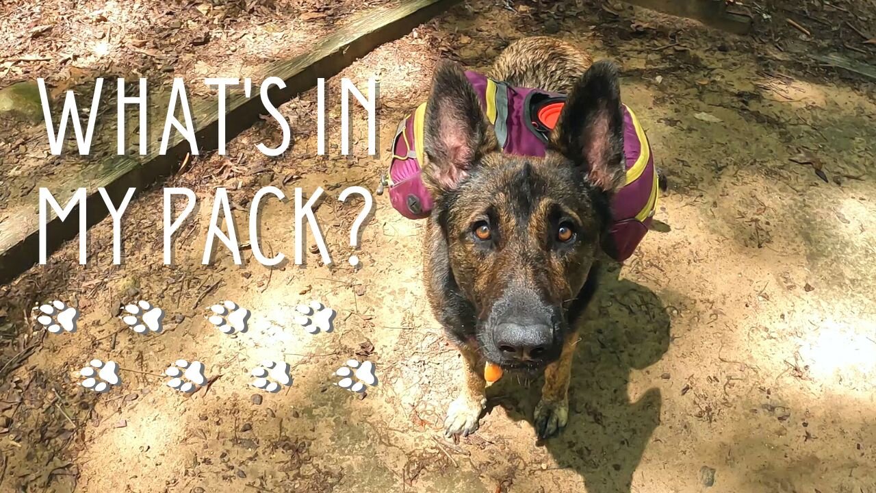 Gear My Dogs Take Backpacking