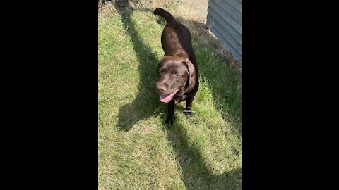 Labrador drinks water or swims 🤷‍♂️🤷‍♂️🤷‍♂️