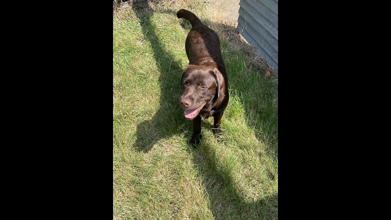 Labrador drinks water or swims 🤷♂️🤷♂️🤷♂️