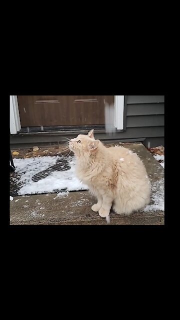 Cat gives up on catching snow