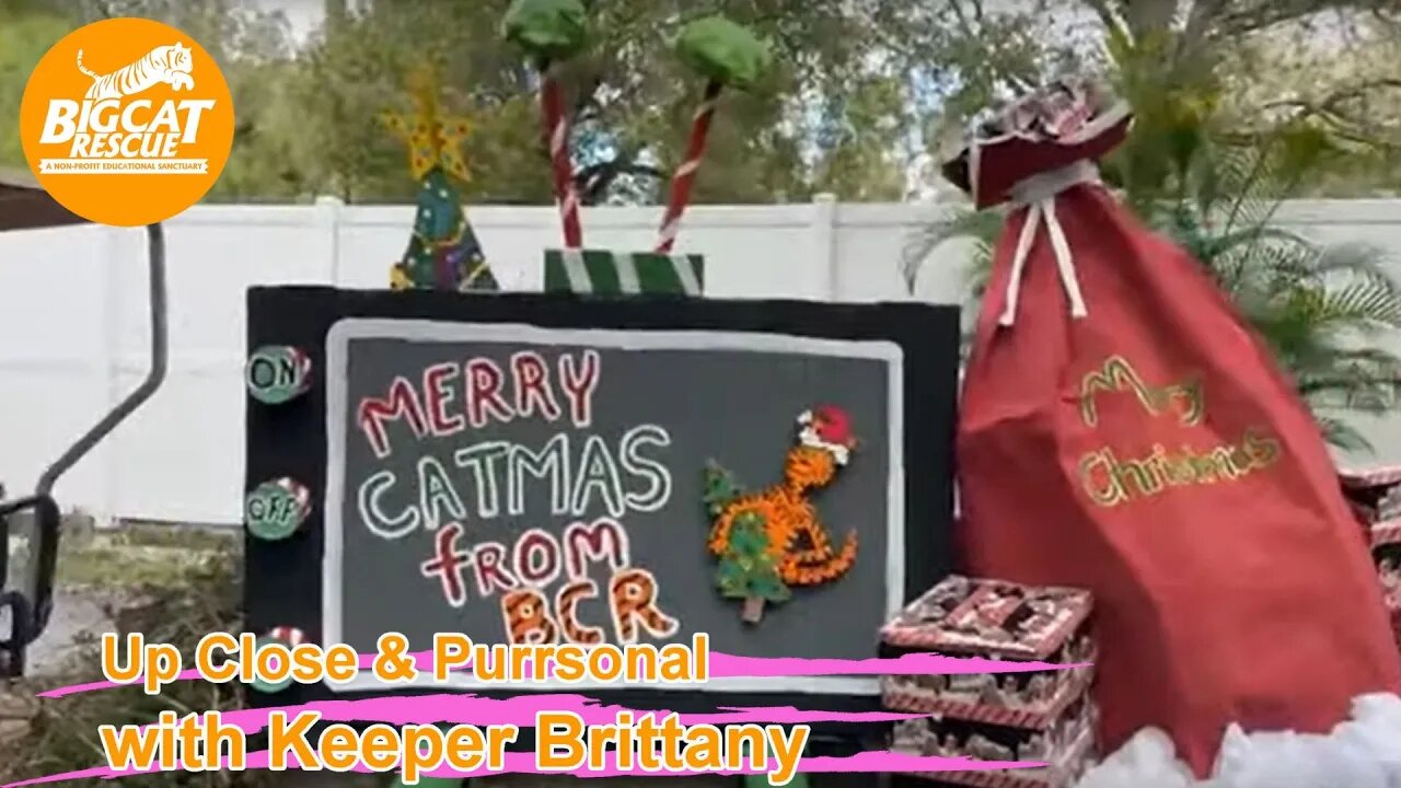 It’s Christmas enrichment time with Priya at Big Cat Rescue !! 12 21 2022
