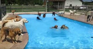 Decine di cani si tuffano in piscina