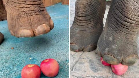 Elephant foot crushed apple juice