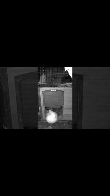 The secret lives of birds