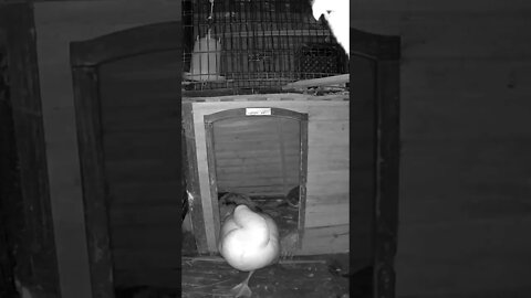 The secret lives of birds