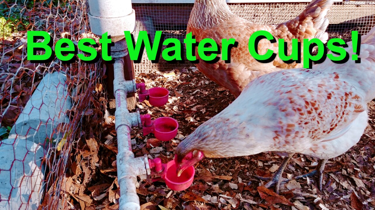 Best Chicken Watering Cups