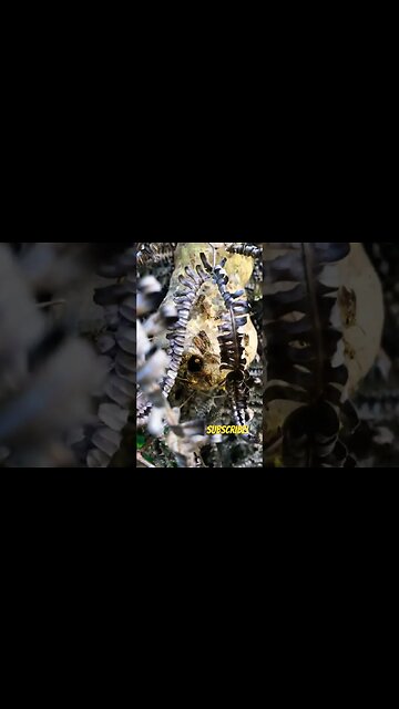 Lsd Chemist Talking About Lsd