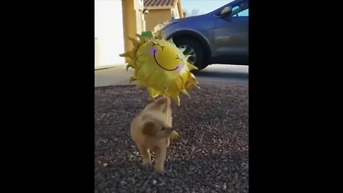 Bringing some sunshine to your day