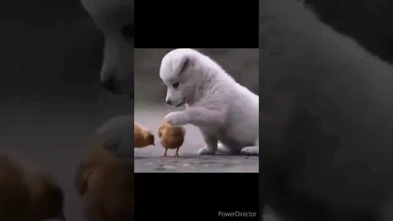 Cute Animals for When You are Stressed@chcreation moratuwa