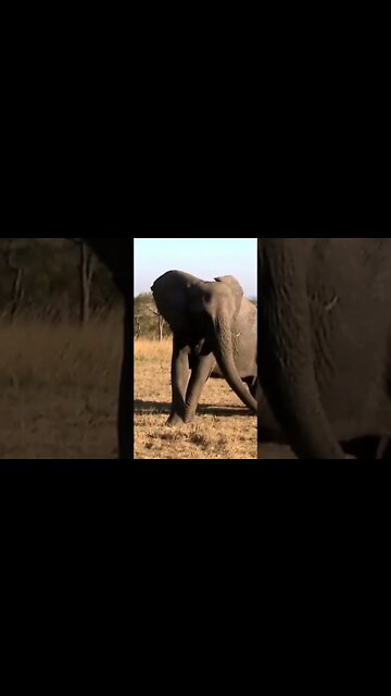 Elephant Playing With Bones | #shorts #MadeInMzansi