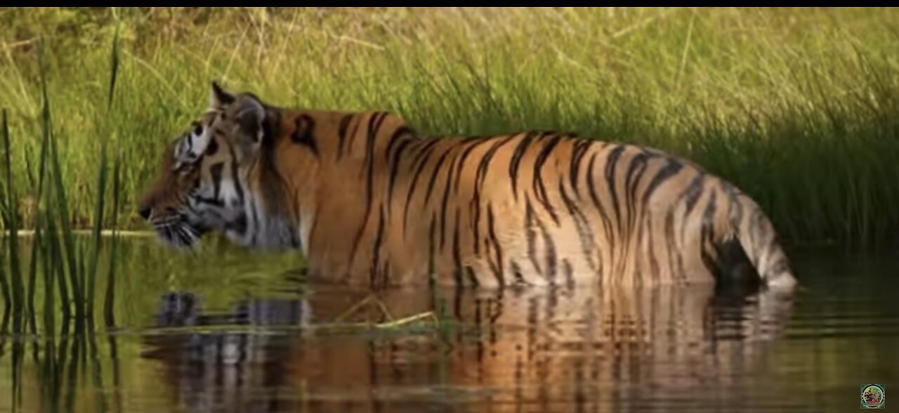 Wild life 4K