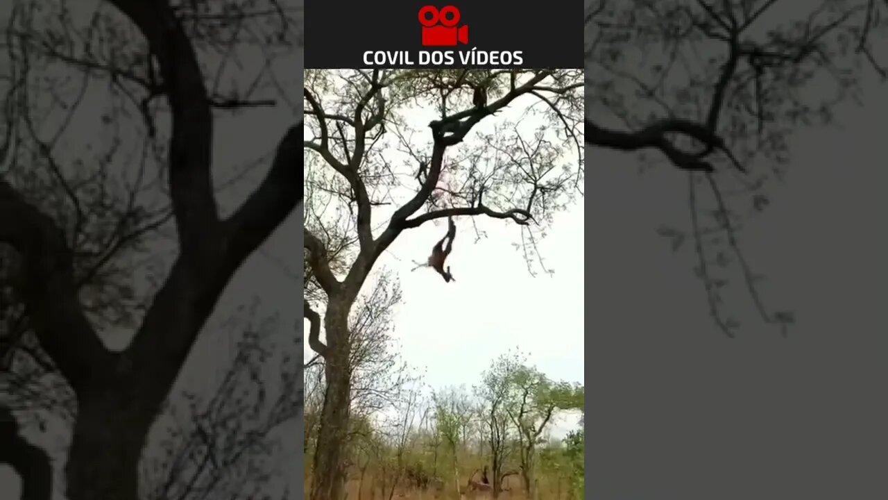 VOCÊ NÃO VAI ACREDITAR NESSE VIDEO