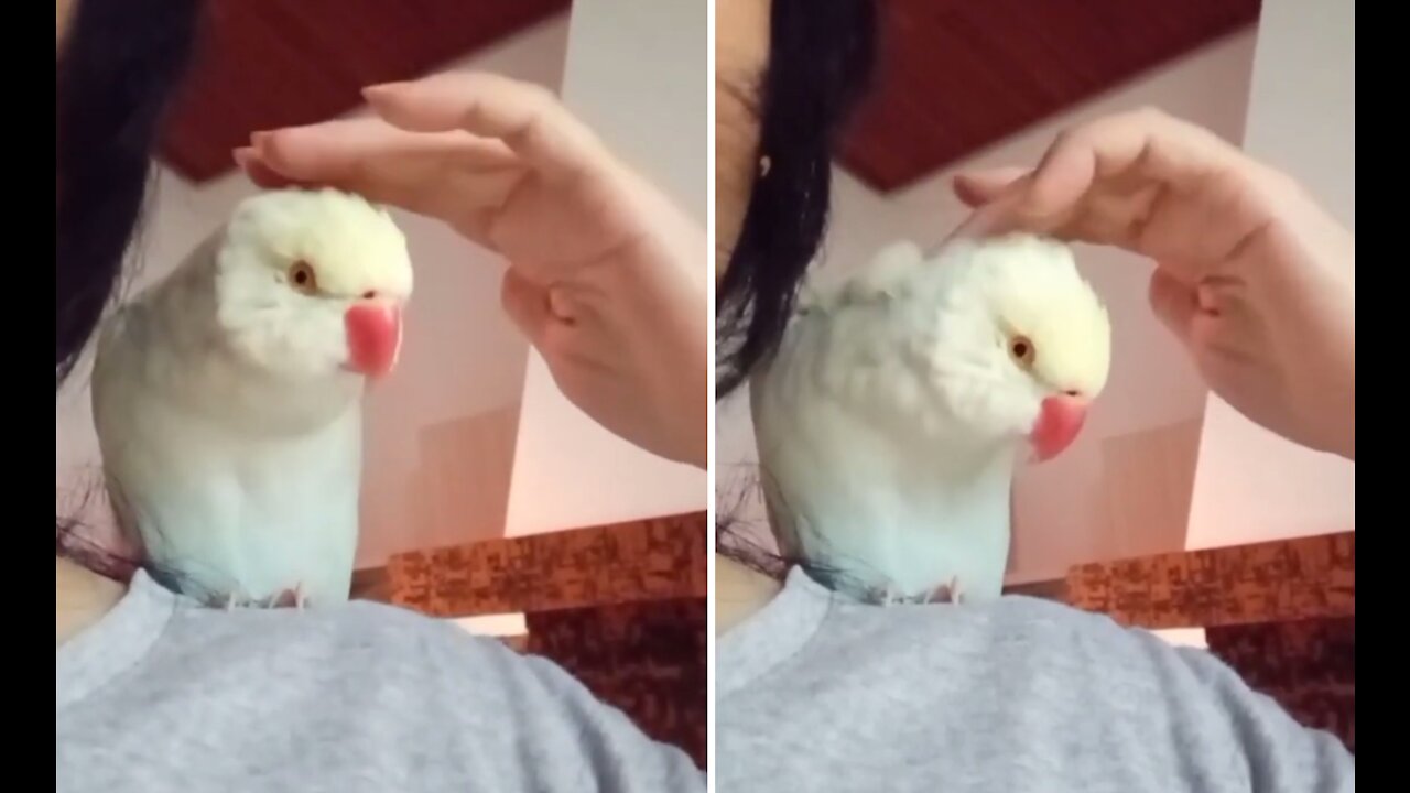 Parrot wants cuddles and headpats