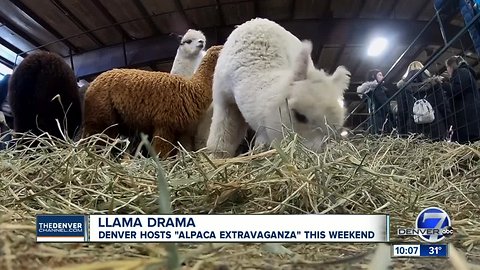 Llama drama: Alpaca Extravaganza in Longmont this weekend