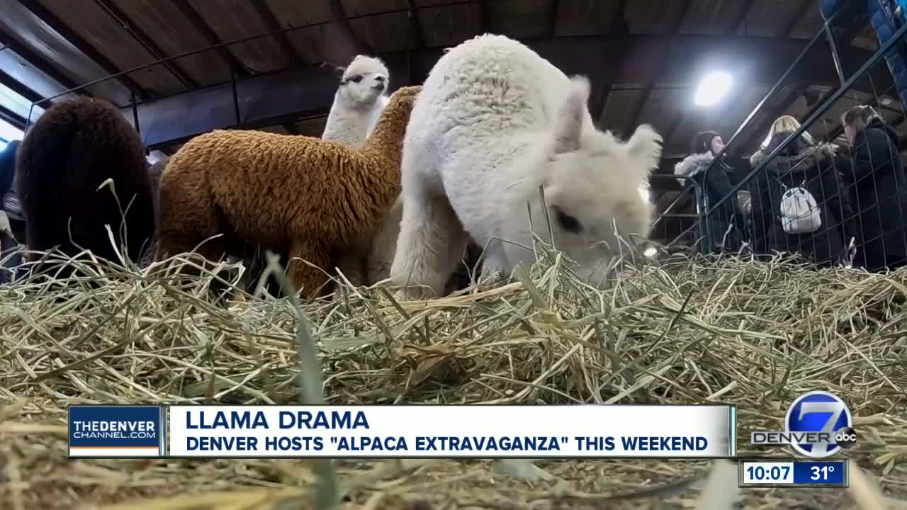 Llama drama: Alpaca Extravaganza in Longmont this weekend