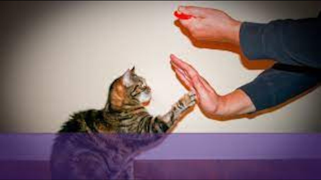 Cats 101 : Basic Cat Training Tips :)