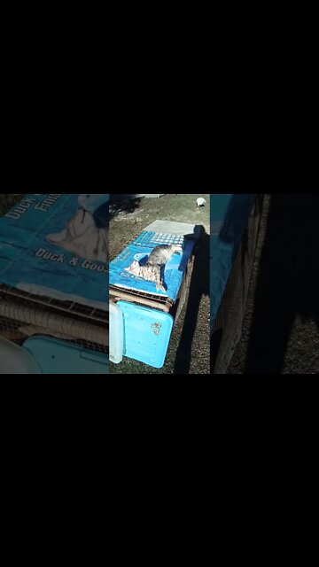 Puss puss kitten laying in the sun and Blue