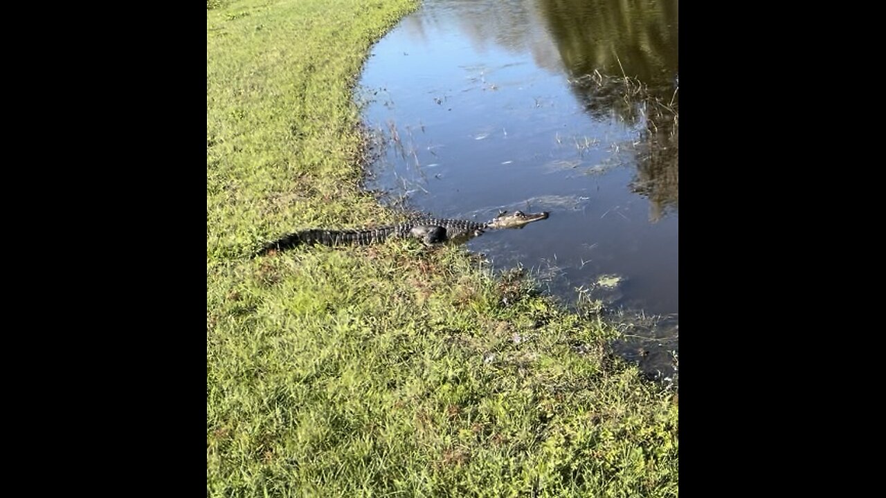 MASSIVE FL IGUANA!!!