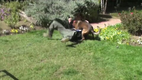 How to Defend Yourself Against a Dog Attack