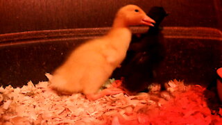 Ducklings Slipping in the Water Bowl