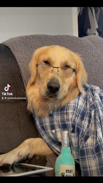 Hard-working Golden Retriever