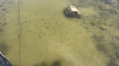 Minnows waiting for some bread 😂😂