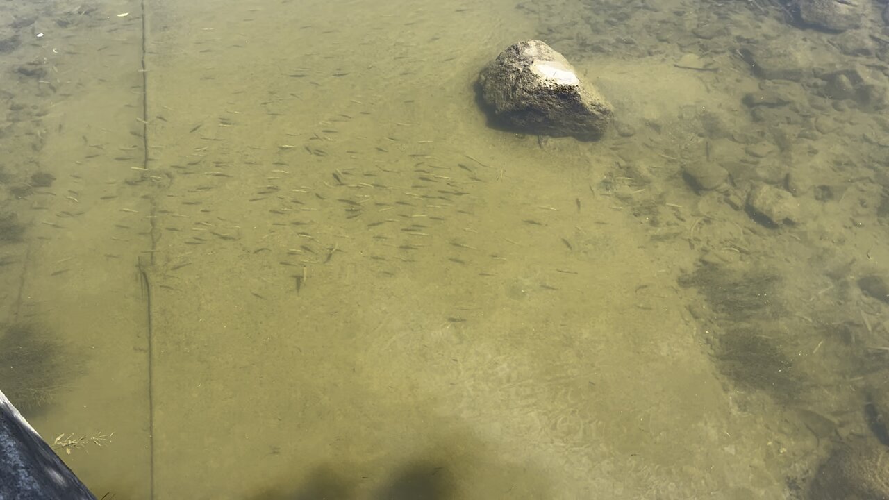 Minnows waiting for some bread 😂😂