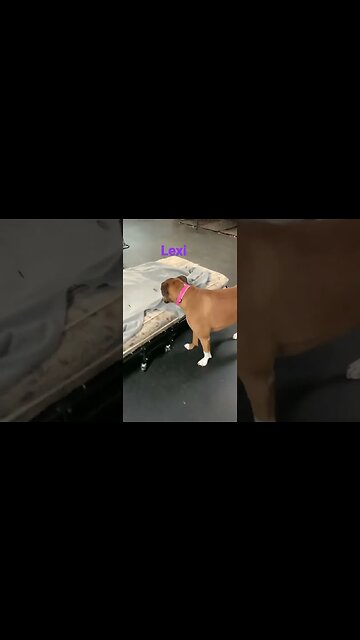 [Shorts 0054] LEXI [#dogs #doggos #doggies #puppies #dogdaycare]