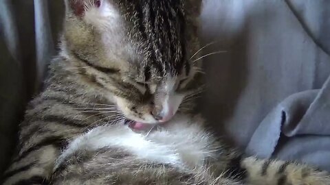 Small Cat Washes His Cute Little Belly