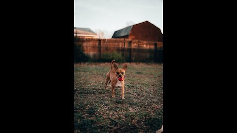 Self defense against dog attack, training.