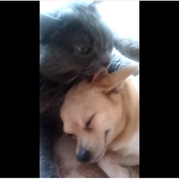 Cat adopts dog, gives it a bath