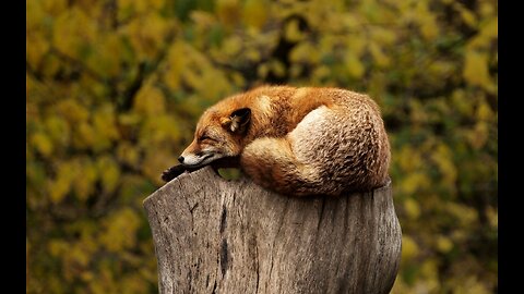 (Aesthetic Music) Beats Per Minute Are 60-62 for Relaxing and Sleeping Music (￣▽￣)~*