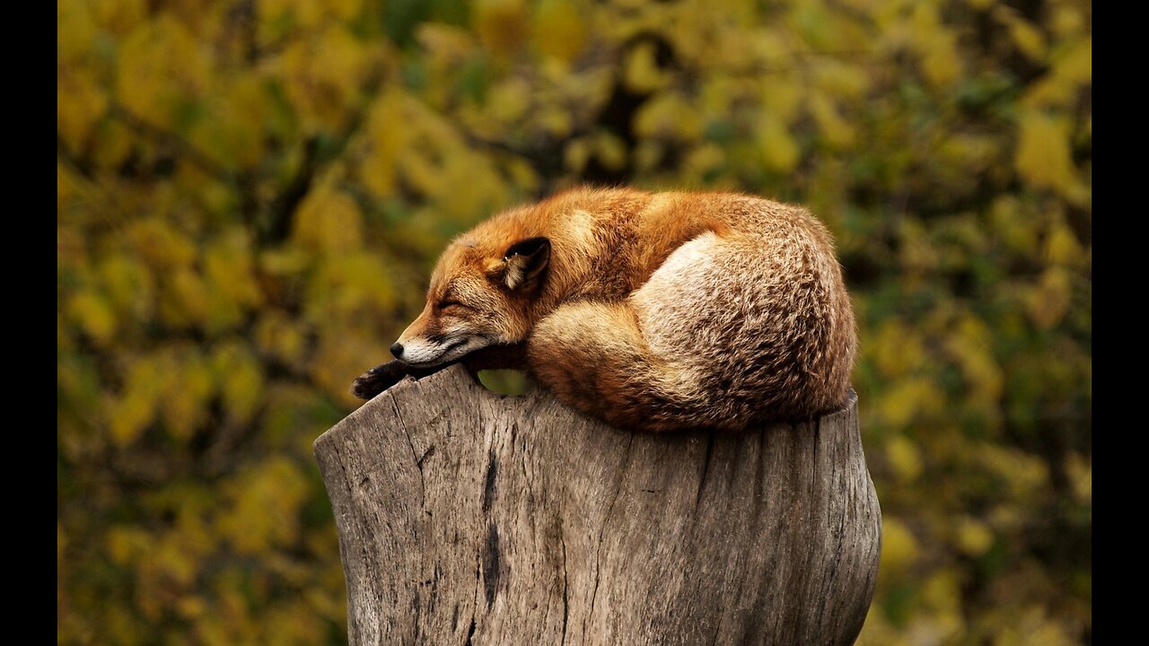 (Aesthetic Music) Beats Per Minute Are 60-62 for Relaxing and Sleeping Music ( ̄▽ ̄)~*