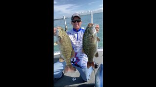 Lake St Clair smallmouth
