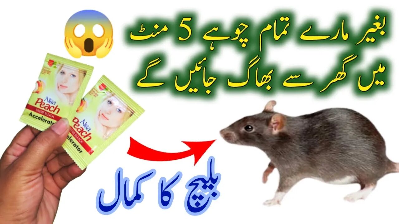 Chuhe baghane ka tarika | get rid of mouse | Rat killer trick | rat killer | kitchen tips