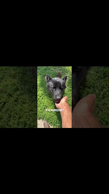 Ragnar the Lycan Shepherd eating his breakfast. But does he ever bite me by mistake? 🐺🍗👍🏻