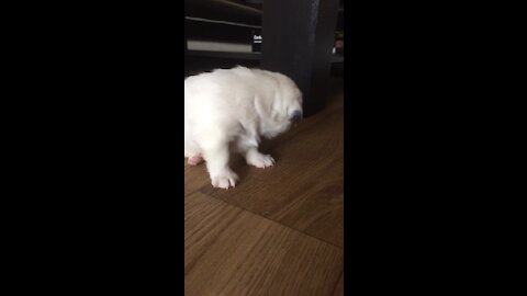 Puppy Otis