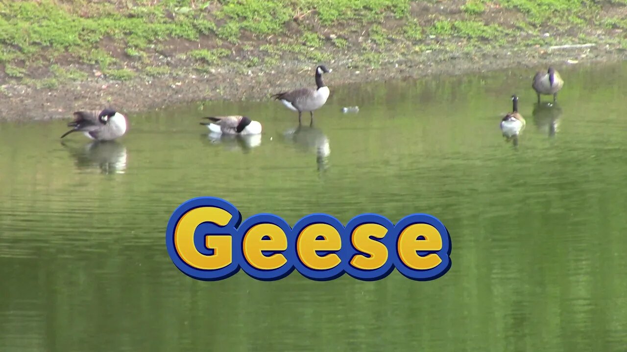 Ducks And Geese At The Pond! 🦆