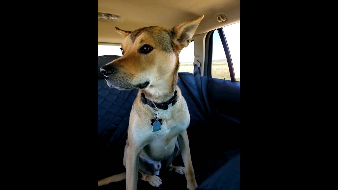 Say hi to Jax